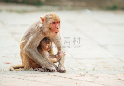 母亲,猴子,幼兽,图像,动物,概念,四处看看,关爱,坐,保护