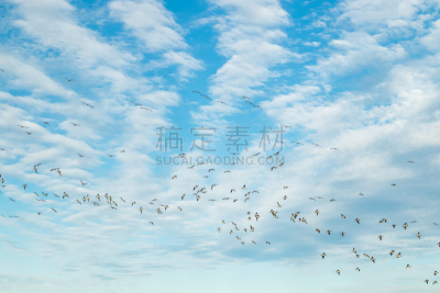 九月,芬兰,石砌,鸟类,天空,南,公亩,羊群,2019,飞