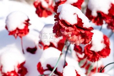 人造的,冬天,雪,康乃馨,墓地,有包装的,红色,肖像,图像,霜