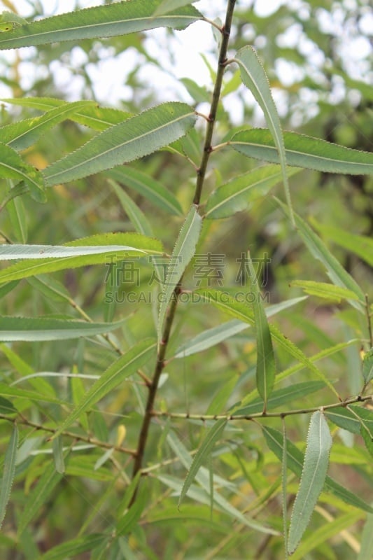 柳树,风,灵感,环境,环境保护,自然美,夏天,户外,普拉亚德雷,环境损害