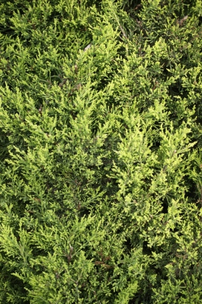 枝,柏树,式样,针叶树,种子,熏香雪松树木,松果,特写