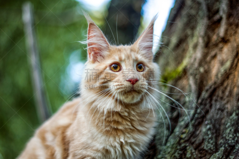 缅因库恩猫,小猫,幽默,巨大的,野生动物,灰色,雪,狗,哺乳纲,猫科动物