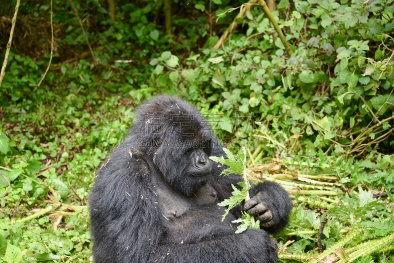 高山大猩猩,parc national des volcans,猴子,濒危物种,动物主题,戴安福西,杂技活动,野生动物,肖像,环境