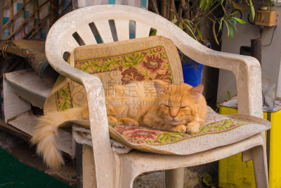 猫,街道