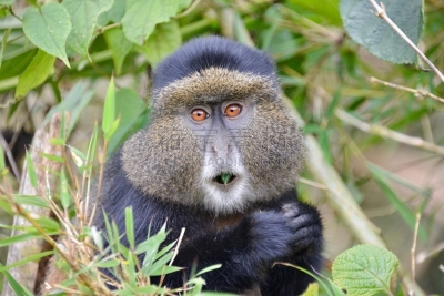 金丝猴,parc national des volcans,猴子,濒危物种,动物主题,戴安福西,杂技活动,野生动物,肖像,环境