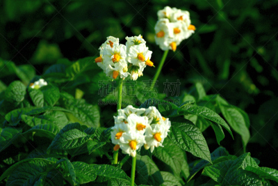 Close-up photo of potato flowers, located at one of the lookouts called Shujitsu-no-Oka (Shujitu Hill), not far from Biei Town. 
The extensive, which make a sharp difference from flat rice fields in the other islands of Japan’s rural landscape, including 