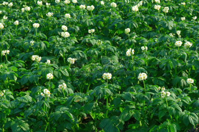 Close-up photo of potato flowers, located at one of the lookouts called Shujitsu-no-Oka (Shujitu Hill), not far from Biei Town. 
The extensive, which make a sharp difference from flat rice fields in the other islands of Japan’s rural landscape, including 
