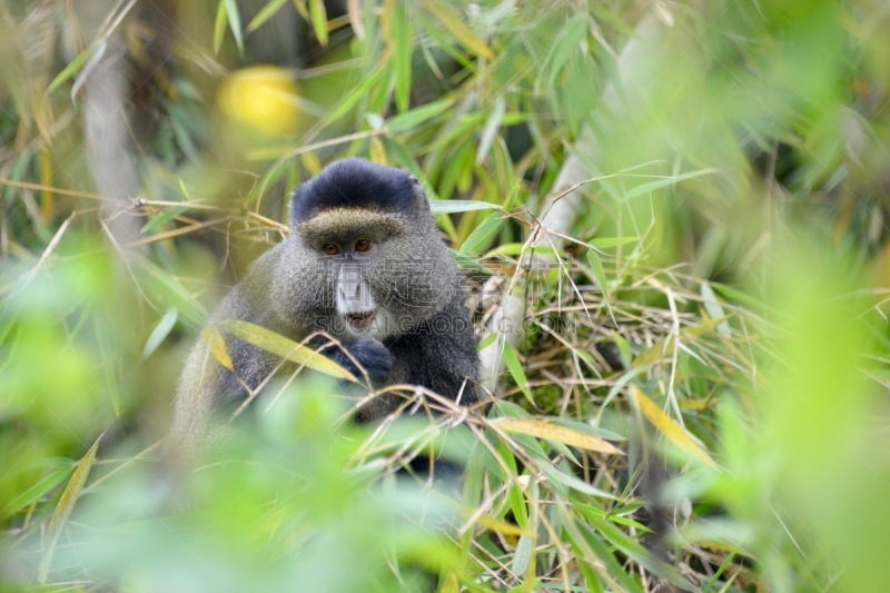 金丝猴,parc national des volcans,猴子,濒危物种,动物主题,戴安福西,杂技活动,野生动物,肖像,环境