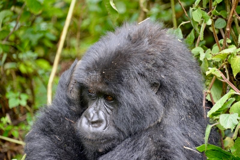 高山大猩猩,parc national des volcans,猴子,濒危物种,动物主题,戴安福西,杂技活动,野生动物,肖像,环境