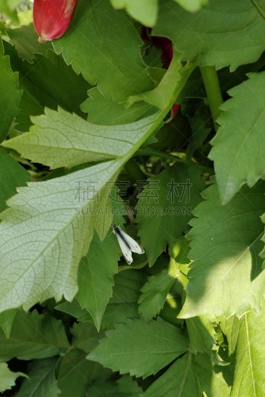 白蝴蝶,斑点,昆虫,节肢动物,黑色,蝴蝶,鳞翅类,甘蓝,比例,翅膀