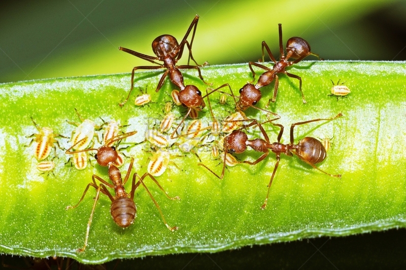 蚜虫,绿色,蚂蚁,枝