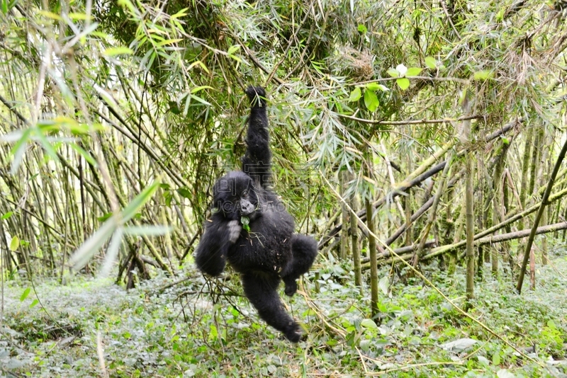 高山大猩猩,parc national des volcans,猴子,濒危物种,动物主题,戴安福西,杂技活动,野生动物,肖像,环境