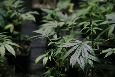 锅,植物群
