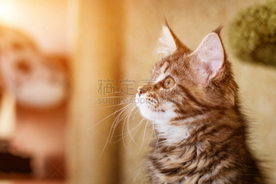 可爱的,缅因库恩猫,小猫,纯种犬,注视镜头