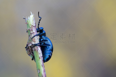 枝,有毒生物体,石油,紫色,甲虫,上升