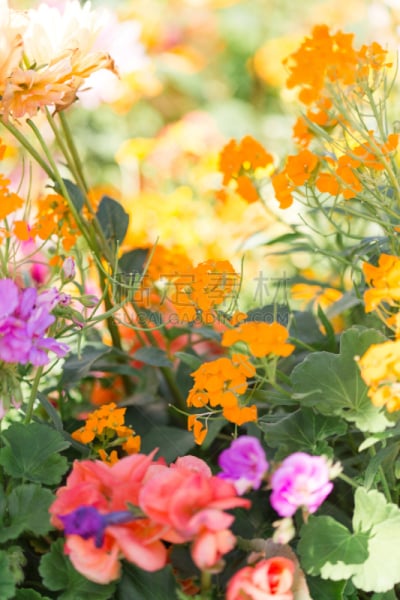 橙色,花