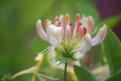 园艺,白色,运动模糊,季节,花头,背景,忍冬,图像,花朵,绿色