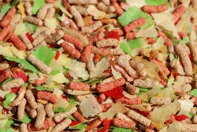 鱼类,多色的,特写,农业,蔬菜,背景分离,食品,野生动物,糖果,小的