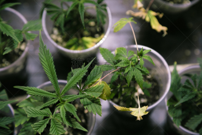 锅,植物群