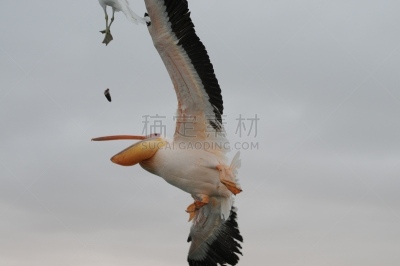 鹈鹕,沃尔维斯湾,纳米比亚,海洋生命,野生动物,环境,狮子,大西洋,哺乳纲
