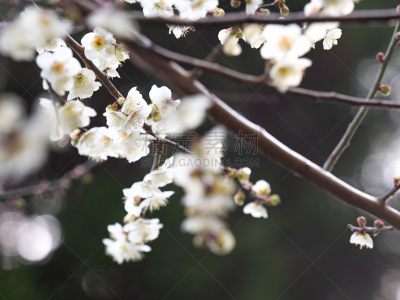 梅花,自然界的状态,背景分离,樱桃,梅子,春天,李树,植物,杏,枇杷