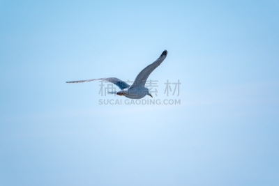 天空,蓝色,海洋,海鸥,纯洁