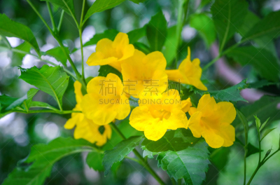 接骨木树,铃,黄色,凌霄花,清新,泰国,春天,有蔓植物,园林,植物