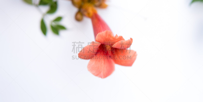 凌霄花,自然,红色,波兰,清新,图像,攀缘植物,花朵,美,花瓣