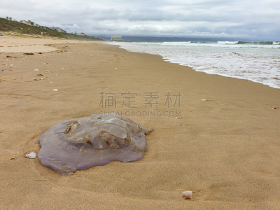 水母,沙子,湿,海洋,搁浅