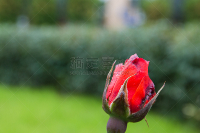 玫瑰,花蕾,雨滴,自然美,红色,选择对焦,菜园,青铜,金属板,铬合金