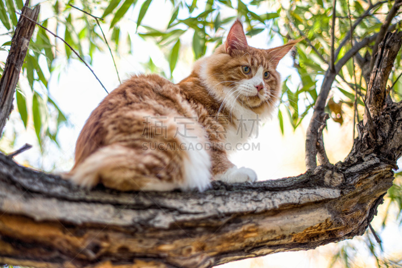 缅因库恩猫,森林,小猫,灰色,野生动物,雪,狗,哺乳纲,猫科动物,动物