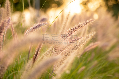 自然美,特写,草,日落