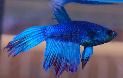 暹罗斗鱼,水族馆,鱼类,蓝色,青绿色