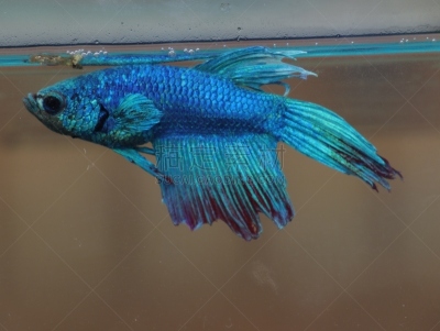 暹罗斗鱼,水族馆,鱼类,蓝色,青绿色