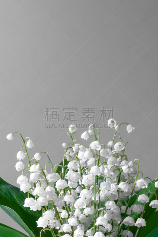 花束,灰色背景,铃兰