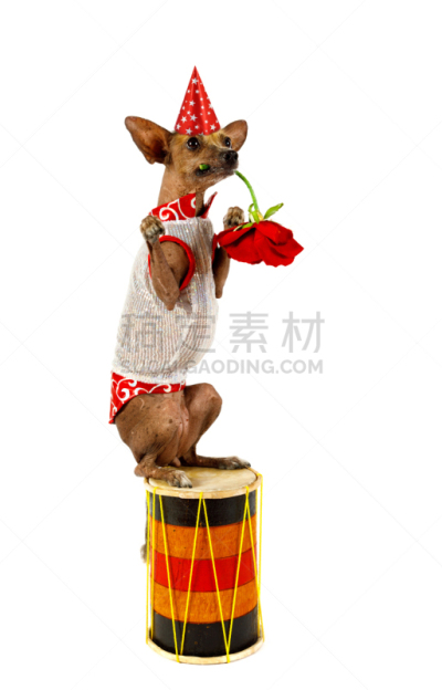 狗,动物嘴,拿着,可爱的,玫瑰,纯种犬,背景分离,肖像,哺乳纲,一只动物