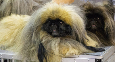 狗,北京犬,注视镜头,商品