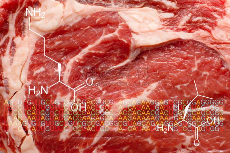 人造的,氨基酸,肉,牛排,红色,公式,编码,信使核糖核酸,生物科技,水平画幅