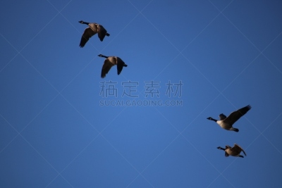 四只动物,鹅,飞