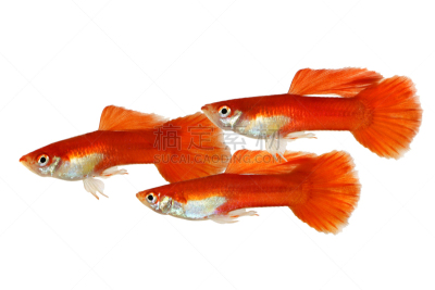 彩虹,鱼类,水族馆,多色的,鸡尾酒,孔雀鱼,淡水,清新,人工饲养动物,食品
