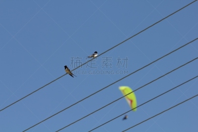 天空,散焦,电缆,高崖跳伞,燕子,黄色,电力线,海洋,飞,栖息