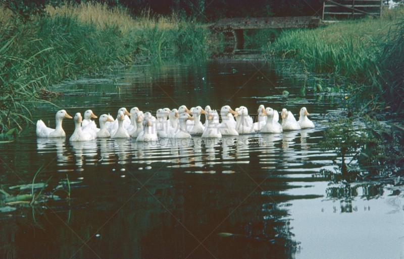 水,运河,动物主题,环境保护,翅膀,动物群,池塘,1960年-1969年,动物,鸟类