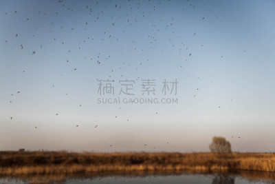 昆虫群,池塘,蚊子,湿地,在上面