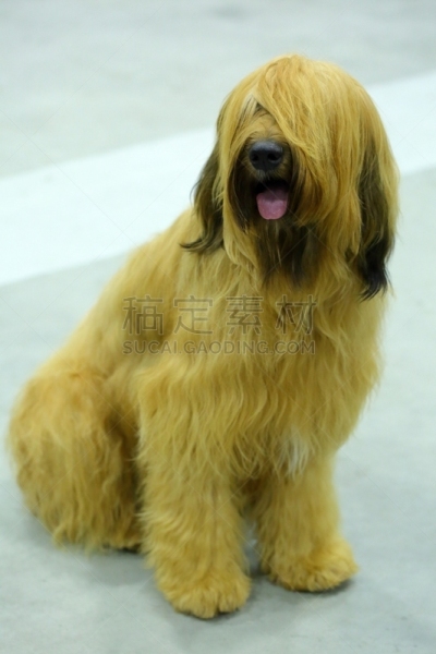 Briard,狗,修指甲,牧羊人,井,机敏,布里白乳酪,马,表现积极