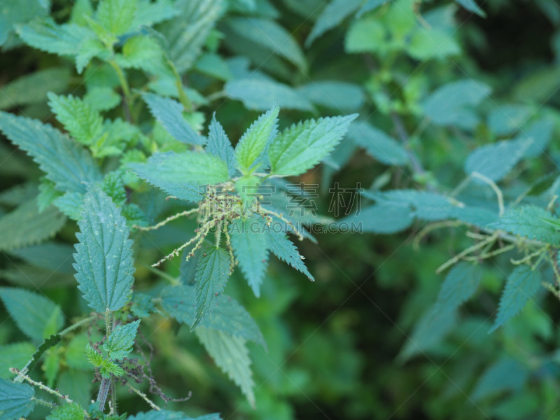 植物,背景,刺荨麻,自然,螫刺的,图像,水平画幅,绿色,枝繁叶茂,美国