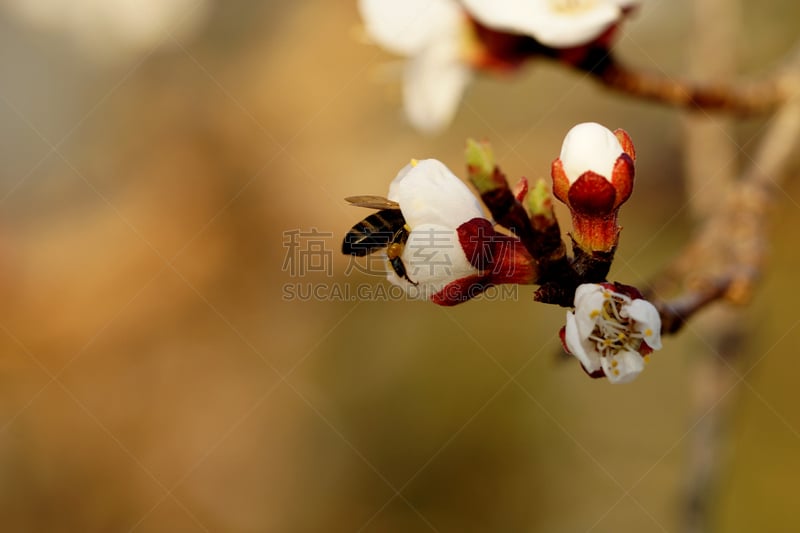 杏,蜜蜂,花