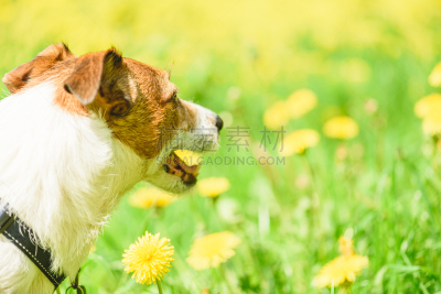 蒲公英,花朵,杰克拉瑟短腿犬,草地,狗,看,黄色,花