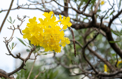 黄金,小号,巴拉圭,银色,泰国,园林,植物,户外,花坛,紫薇科树