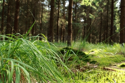 grasbüschel wächst am Waldboden