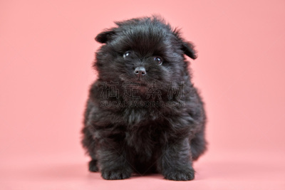 博美犬,斯皮茨狗,小狗,粉色背景